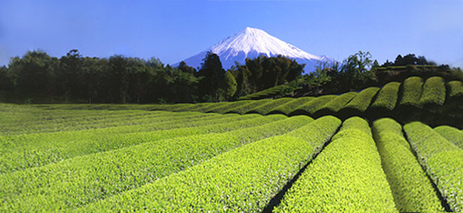 O chá verde