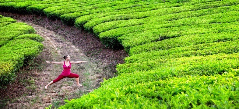 Emagrecer com chá verde