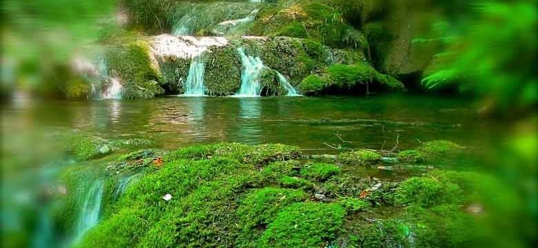 Baixar a pressão arterial alta naturalmente com chá verde