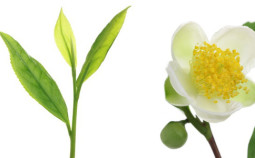 Camellia-sinensis