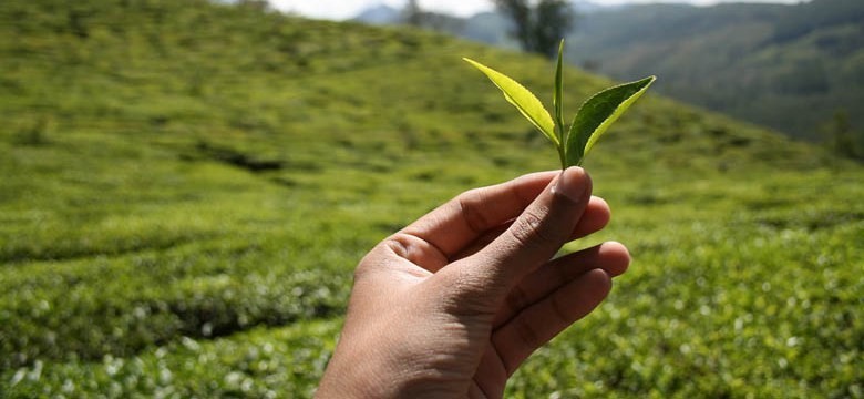 Chá verde para a diverticulite grave