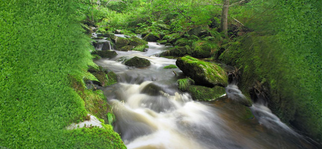 Água e chá verde